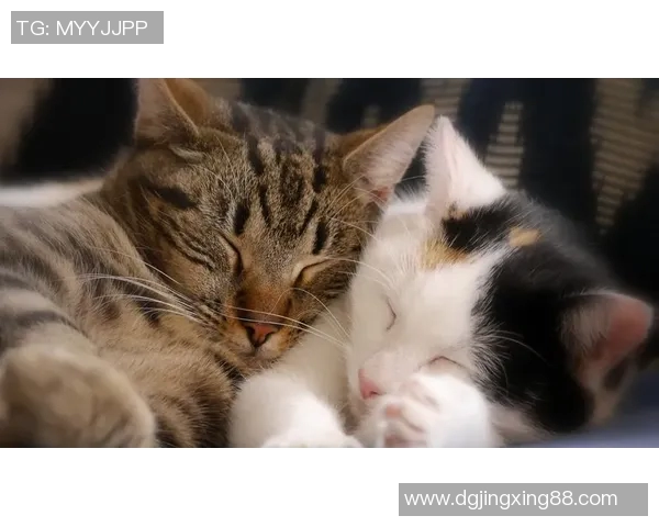 足球明星们的甜蜜合照展现友谊与激情的完美瞬间让人心动不已